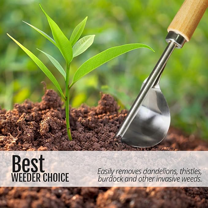 Betus Manual Hand Weeder - Bend-Proof Leverage Base for Super Easy Weed Removal & Deeper Digging - Sturdy Chrome Plated Steel - Compact Dandelion Weed Puller Tool for Yard Lawn and Farm