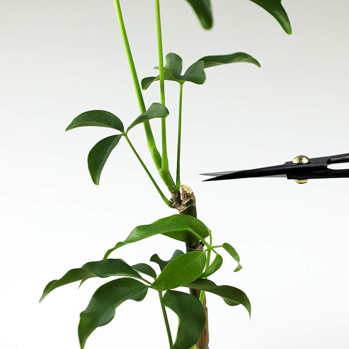 Wazakura Satsuki Bonsai Scissors Made in Japan 7 inch (180 mm), Japanese Bonsai Garden Tools, Hasami Pruning Shears