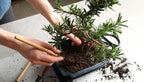 Gardenera Bonsai Soil Premium Potting Mix - 20 Quart - Trusted by Bonsai Enthusiasts for Exceptional Results and Healthier Trees (4 Bags of 5 Quart)