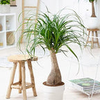 Organic Plant Growing Medium by Gardenera - Create an Environment for Optimal Plant Development - 2 QUARTS