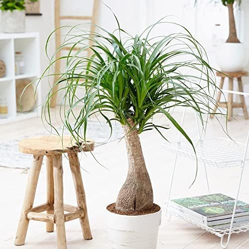 Gardenera Organic Planting Soil - Create a Sustainable and Eco-Friendly Environment for Your Plants - 20 QUARTS