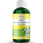 Organic Premium Kelp Seaweed Fertilizer - Liquid Plant Food - Nutrient-Rich Soil Enhancer - Improves Fruit Yield and Quality - Natural Plant Food for Avocado Tree (8 OZ)