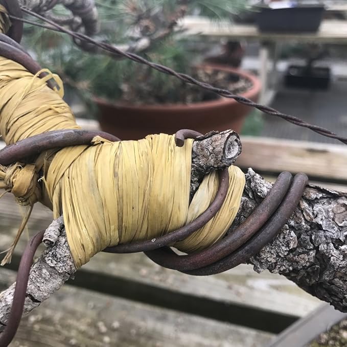Bonsai Tree Raffia - Bonsai Plant Branch Protection + Bonsai Wiring Aid for All Tree Sizes