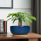 Bonsai Pots - 8 Inch Ceramic Pots for Succulent Plants & Bonsai Tree, Planter with Drainage Hole and Saucer, Modern Round Decorative Flower Planters, House Decor, Gifts for Women Man, Blue