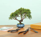 Bonsai Tools Set with Wood Box 12PCS Heavy Duty Bonsai Tree Kit, Trimming Scissor Shears, Concave Cutter, Wire Rolls, Wire Cutter and More, Gardening Pruning & Care Kit