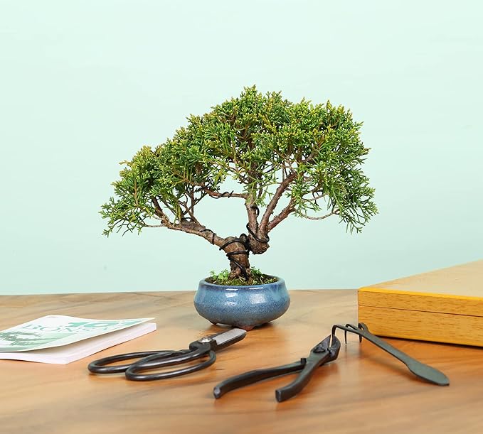 Bonsai Tools Set with Wood Box 12PCS Heavy Duty Bonsai Tree Kit, Trimming Scissor Shears, Concave Cutter, Wire Rolls, Wire Cutter and More, Gardening Pruning & Care Kit