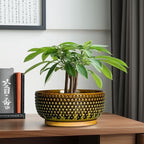 Bonsai Pots 8 Inch - Ceramic Planter for Indoor Plants, Succulent Pots with Drainage Hole and Plant Tray, Modern Round Decorative Flower Planters, Home Decor, Brown & Green