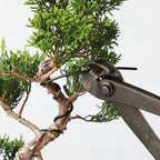 Wazakura 150 gr Black Anodized Aluminum Bonsai Training Wire Made in Japan (3.5 mm, Black)