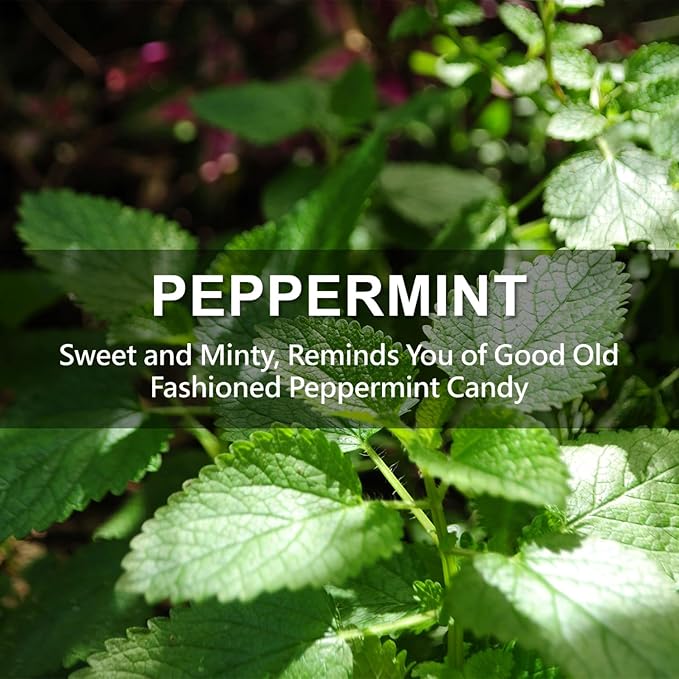 Large 12 Packs Peppermint Hanging Closet Deodorizer Air Freshener Long Lasting Scented Sachets Smell Goods for House