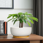 Succulent Pots 8 Inch - Ceramic Bonsai Planters for Indoor Plants, Plant Pot with Drainage Hole and Saucer, Shallow Round Flower Planter, Modern Room Decor, Gifts for Plant Lover, White