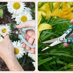 Modern Sprout Pruning Shears - Herb Snipping Scissors- Lightweight Gardening Tools W/Easy Lock - Flower Cutter Garden Shears - Carbon Steel Blade + Reusable Holster (Lavender, 1-Pack)