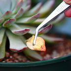 Stainless Steel Tweezers Set, For Small Gardening and Kitchen, Multi-Purpose Tools. (3Pcs, 6.15Inches / 6.3Inches / 6.5Inches)