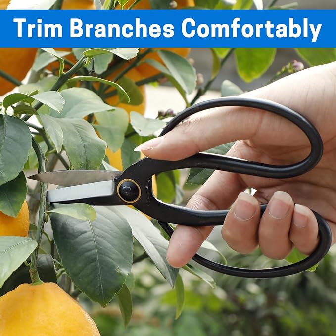 VISEMAN Japanese Bonsai Pruning Scissors-KinTakashi Gardening Shears for Bonsai Trimming