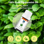 Peppermint Essential Oil - 100% Pure Natural Oil for Aromatherapy Diffuser, Room Spray, Skin Care, Hair Growth & Cooling Relief - 10mL Glass Bottle