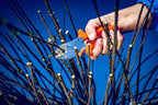 Original LÖWE 5 Professional Anvil Pruning Shears 5.107 with Stainless and Non-Stick Coated Steel Blade - Handy and Lightweight Pruning Shears Ideal for Cutting Apple Trees, Pear Trees & Orchard Work