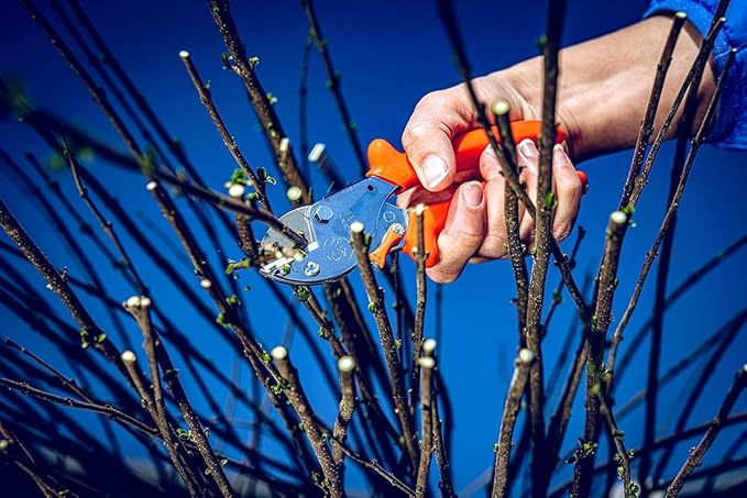 Original LÖWE 5 Professional Anvil Pruning Shears 5.107 with Stainless and Non-Stick Coated Steel Blade - Handy and Lightweight Pruning Shears Ideal for Cutting Apple Trees, Pear Trees & Orchard Work