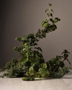 Homecourt Dish Soap, Dishwashing Liquid with Clean Ingredients, Non-Toxic & Skin-Safe, Safe for People & Pets, Cipres Mint, 16 fl oz