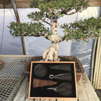 Tinyroots Bonsai Tools Kit, 5-Piece Set Includes: Traditional Butterfly Shaped Bonsai Shears, Concave Cutter, Wire Cutter, Genuine Hemp Broom, 2mm Bonsai Wire & Bamboo Storage Case