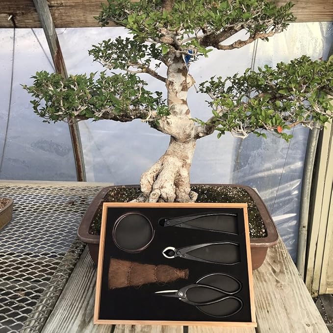 Tinyroots Bonsai Tools Kit, 5-Piece Set Includes: Traditional Butterfly Shaped Bonsai Shears, Concave Cutter, Wire Cutter, Genuine Hemp Broom, 2mm Bonsai Wire & Bamboo Storage Case