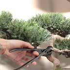 BambooMN Bonsai Basics Set - 8" Knob Cutter and 7.2" Trimming Shear - 10 Sets