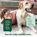 Sunny & Honey Carpet Deodorizer Powder - 20 Oz, Summer Lemonade Scent - Rug Cleaner & Carpet Cleaning Powder for Vacuuming & Upholstery Freshener for Pets & Kids