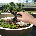 BambooMN Bonsai Basics Set - 7.2" Trimming Shears & 7" Heavy Duty Butterfly Shear - 3 Sets