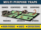 MaxGuard Mini Glue Traps (48 Traps) Non-Toxic Extra Sticky Glue Board Pre-Baited with Fruity Scent Attractant Trap & Kill Insects, Bugs, Spiders, Crickets, Scorpions, Cockroaches, Centipedes, Mice