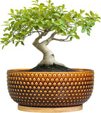 Bonsai Pots - 8 Inch Succulent Bowl for Indoor Plant, Shallow Round Ceramic Planters with Drainage Hole and Saucer, Boho Home Room Office Apartment Decor, Plant Lovers Gifts, Brown