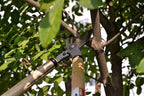 KAKURI Japanese Bypass Loppers Pruners for Tree Trimming 24", Heavy Duty Professional Long Handle Pruning Shears for Large Limb and Branch Cutting, Made in Japan