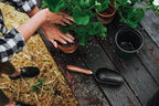 Barebones Garden Scoop - Garden Spoon - Stainless Steel Small Hand Shovel for Transplanting, Digging, and Planting - Great Home Gardening Hand Tools (Walnut/Black)