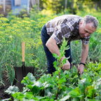 HARFINGTON Digging Shovel 33.5 x 6.7 Stainless Steel Round Spade Shovel with Wooden Handle for Camping Gardening Beach