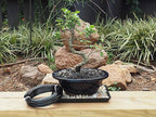 Anodized Aluminum 3.5mm Bonsai Training Wire 250g Large Roll (30 feet) - Choose Your Size and Color (3.5mm, Black)