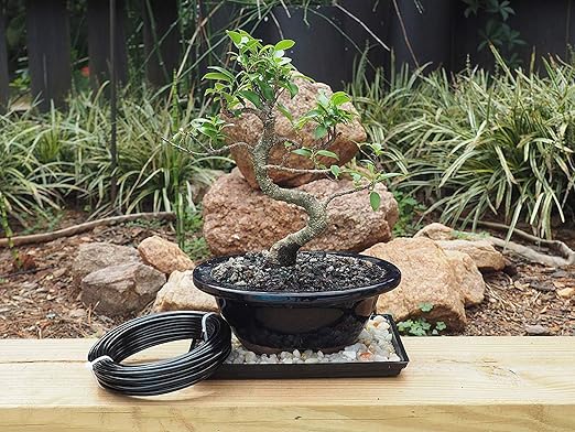 Anodized Aluminum 3.5mm Bonsai Training Wire 250g Large Roll (30 feet) - Choose Your Size and Color (3.5mm, Black)