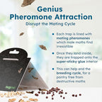 BugMD Pantry Moth Traps (6-Pack) – Pheromone-Based Sticky Glue Traps, Non-Toxic, Kills Indian Meal Moths – Kitchen & Food-Storage Safe - Black