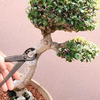 BambooMN Bonsai 8" Concave Cutter Tool - 1 Piece