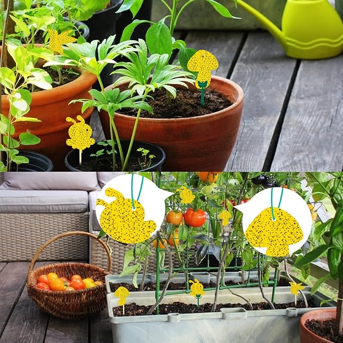 48 Pack Gnat Traps for House Indoor, Sticky Traps for Gnats Fruit Fly Traps for Indoors Plant Gnat Killer Indoor, Gnat Trap Fungus Gnat Sticky Trap Flies Bug Plant Trap