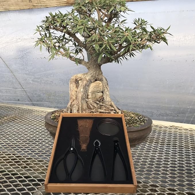 Tinyroots Bonsai Tools Kit, 5-Piece Set Includes: Traditional Butterfly Shaped Bonsai Shears, Concave Cutter, Wire Cutter, Genuine Hemp Broom, 2mm Bonsai Wire & Bamboo Storage Case