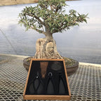 Tinyroots Bonsai Tools Kit, 5-Piece Set Includes: Traditional Butterfly Shaped Bonsai Shears, Concave Cutter, Wire Cutter, Genuine Hemp Broom, 2mm Bonsai Wire & Bamboo Storage Case