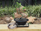 Anodized Aluminum 1.5mm Bonsai Training Wire 250g Large Roll (170 feet) - Choose Your Size and Color (1.5mm, Brown)