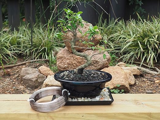 Anodized Aluminum 1.5mm Bonsai Training Wire 250g Large Roll (170 feet) - Choose Your Size and Color (1.5mm, Brown)