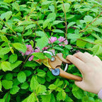 Gardening Tool Set Including Hand Trowel, Transplant Trowel, Cultivator Hand Rake, Pruning Shears and Weeder, Non-Slip Rubber Grip (5 pcs Orange)