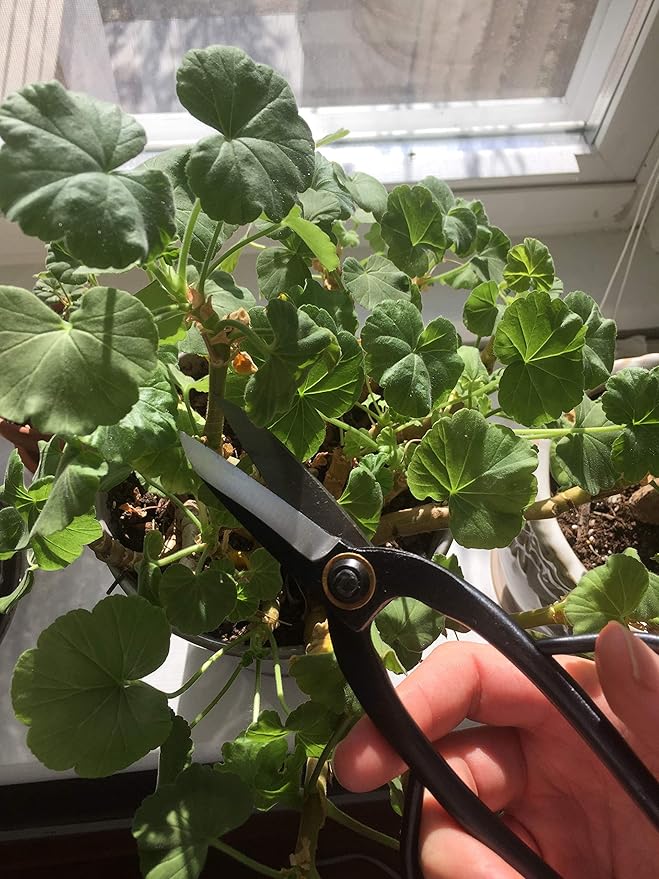 GARDEN GURU Professional Bonsai Scissors 200mm - Traditional Butterfly Pruner Shear for Precise Trimming Pruning and Deadheading of Flowers Plants, Japanese Bonsai Garden Tools
