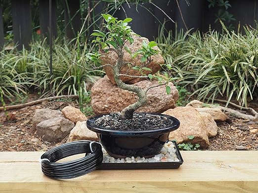 Anodized Aluminum 2.5mm Bonsai Training Wire 250g Large Roll (60 feet) - Choose Your Size and Color (2.5mm, Black)