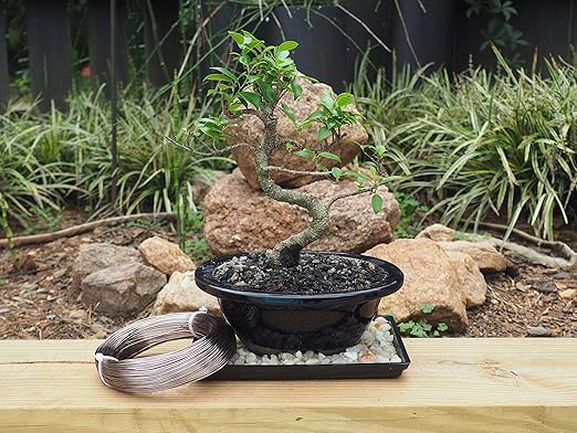 Anodized Aluminum 1.0mm Bonsai Training Wire 250g Large Roll (375 feet) - Choose Your Size and Color (1.0mm, Brown)