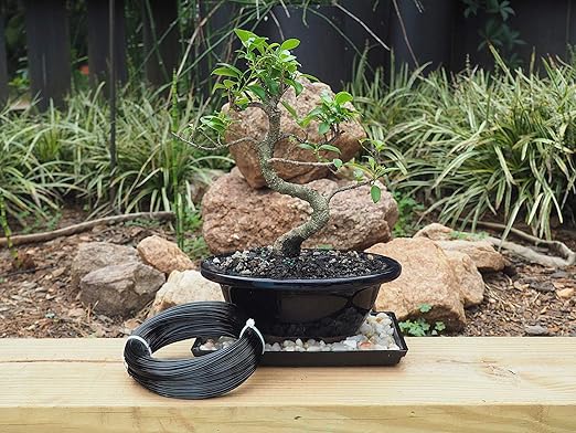 Anodized Aluminum 1.0mm Bonsai Training Wire 250g Large Roll (375 feet) - Choose Your Size and Color (1.0mm, Black)