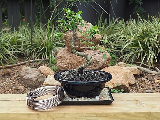 Anodized Aluminum 2.0mm Bonsai Training Wire 250g Large Roll (95 feet) - Choose Your Size and Color (2.0mm, Brown)