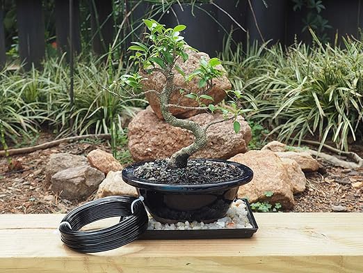 Anodized Aluminum 2.0mm Bonsai Training Wire 250g Large Roll (95 feet) - Choose Your Size and Color (2.0mm, Black)
