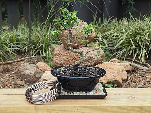 Anodized Aluminum 2.5mm Bonsai Training Wire 250g Large Roll (60 feet) - Choose Your Size and Color (2.5mm, Brown)