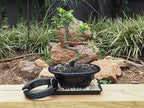 Anodized Aluminum 3.0mm Bonsai Training Wire 250g Large Roll (40 feet) - Choose Your Size and Color (3.0mm, Black)