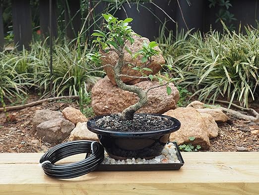 Anodized Aluminum 3.0mm Bonsai Training Wire 250g Large Roll (40 feet) - Choose Your Size and Color (3.0mm, Black)